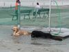 Neufundländer Foto: Mein allerliebster Neufi (ID 45625) Neufundländer Hund