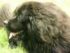 Neufundländer Foto: Nala (ID 1728) Neufundländer Hund