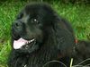 Neufundländer Foto: Quixi von Moorbek gen. Nala (ID 1693) Neufundländer Hund