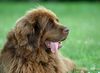 Neufundländer Hund