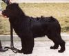 Neufundländer Foto (ID 9776) Neufundländer Hund