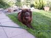 Neufundländer Foto: Ours(frz.)=Bär (ID 16039) Neufundländer Hund