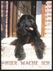 Neufundländer Foto: Achat v.d. Steller Buttjern (ID 4618) Neufundländer Hund