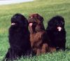 Neufundländer Foto: in lieber Erinnerung an Terry , Silka und Lady (ID 7719) Neufundländer Hund