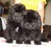 Neufundländer Foto (ID 9774) Neufundländer Hund