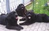 Neufundländer Foto: Tom, Nala, & Achat (ID 3635) Neufundländer Hund
