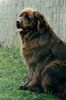Neufundländer Foto: Oma Anneliese unser Luxushund (ID 8380) Neufundländer Hund