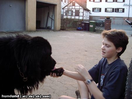Neufundländer Hunde Foto 10217 Neufundländer sam, stellt sich vor