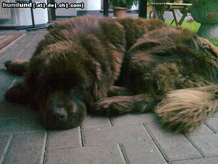 Neufundländer Hunde Foto 44959 Neufundländer Eddy unser Bär