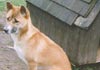 Neuguinea-Dingo Hund