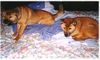 Neuguinea-Dingo Hund