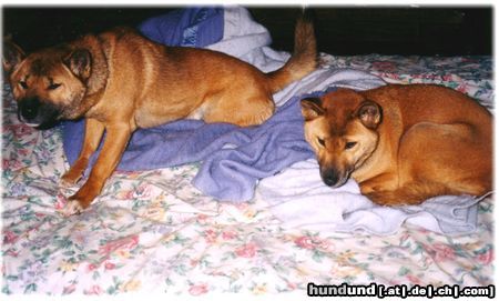 Neuguinea-Dingo My 2 New Guinea Singing Dogs: Keba & Luna; We live in new York state, USA