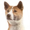 Neuguinea-Dingo, New Guinea Singing Dog