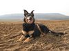 Neuseeländischer Huntaway Foto: Ist Sie nicht süss? (ID 12748) Neuseeländischer Huntaway Hund