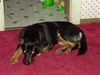 Neuseeländischer Huntaway Foto: was ist los...? (ID 7918) Neuseeländischer Huntaway Hund