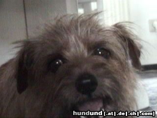 Norfolk-Terrier Hunde Foto 3293 Norfolk-Terrier Meine Norfolk Terrier Hündin Trixi.