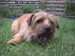 Norfolk-Terrier Hunde Foto 3294 Norfolk-Terrier Norfolk Terrier Hündin Trixi.