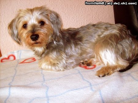 Norfolk-Terrier Rocky