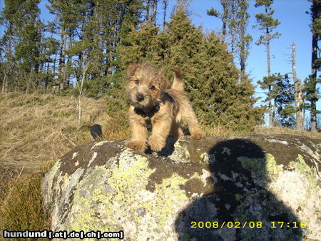 Norfolk-Terrier unseres Püppchen Ben