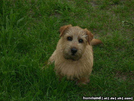 Norfolk-Terrier Ben Honey from Dula