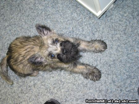 Norfolk-Terrier Hunde Foto 9458 Norfolk-Terrier
