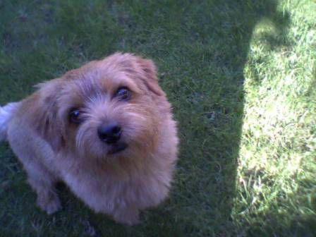 Norfolk-Terrier Hunde Foto 26823 Norfolk-Terrier Norfolk - unser Sonnenschein