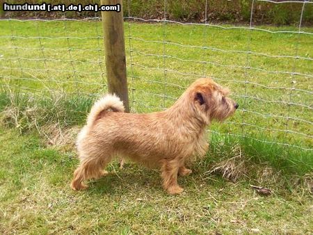 Norfolk-Terrier ...unsere  Lotte..Gareds Ladylike