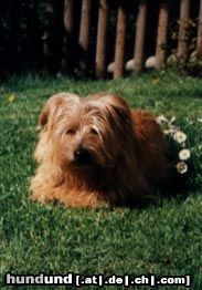 Norfolk-Terrier Hunde Foto 11742 Norfolk-Terrier Gini Norfolkhündin