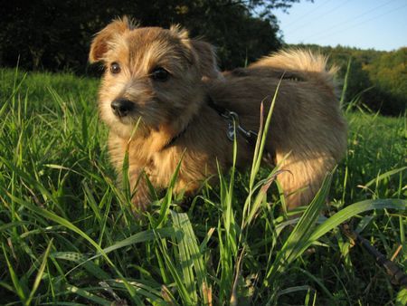 Norfolk-Terrier Unsere Banji