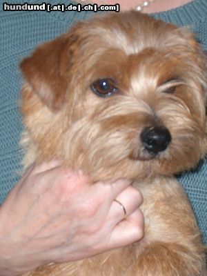 Norfolk-Terrier Hunde Foto 16624 Norfolk-Terrier Gareds Why Not + Gareds Ladylike