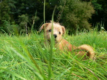 Norfolk-Terrier Hallo