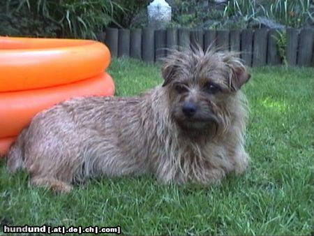 Norfolk-Terrier Hunde Foto 3295 Norfolk-Terrier Norfolk Terrier Hündin Trixi.