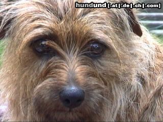 Norfolk-Terrier Das ist mein Norfolk Terrier Trixi. Ist sie nicht süüß?