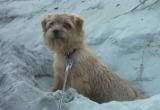 Norfolk-Terrier Hunde Foto 26822 Norfolk-Terrier Norfolk im Sand - Ein süsses Kerlchen