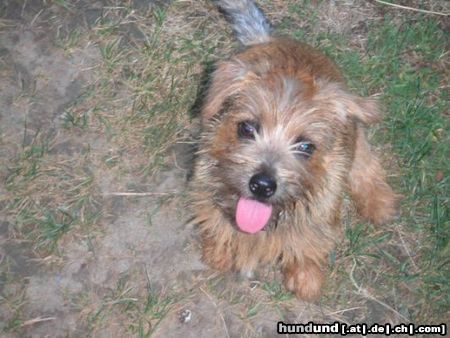 Norfolk-Terrier Ginger