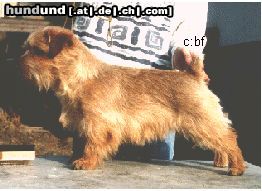 Norfolk-Terrier Hunde Foto 3486 Norfolk-Terrier So sieht ein erfolgreicher Rüde aus