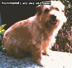Norfolk-Terrier Hunde Foto 3485 Norfolk-Terrier Hier fühl ich mich wohl