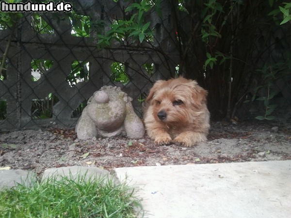 Norfolk-Terrier Norfolk 10 Jahre alt-ist er nicht goldig? Ein richtiger Kraftprotz