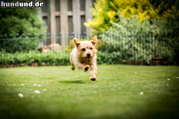 Norfolk-Terrier Felix beim laufen und spielen zu Hause im Garten