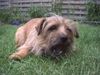 Norfolk-Terrier Foto: Norfolk Terrier Hündin Trixi. (ID 3294) Norfolk-Terrier Hund
