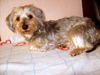 Norfolk-Terrier Hund