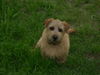 Norfolk-Terrier Hund