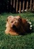 Norfolk-Terrier Hund