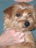 Norfolk-Terrier Hund