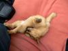 Norfolk-Terrier Foto: Mich krabbelt da was (ID 40218) Norfolk-Terrier Hund
