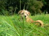 Norfolk-Terrier Hund