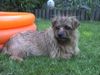 Norfolk-Terrier Hund