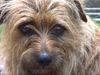 Norfolk-Terrier Hund