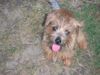 Norfolk-Terrier Hund