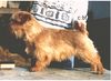 Norfolk-Terrier Hund